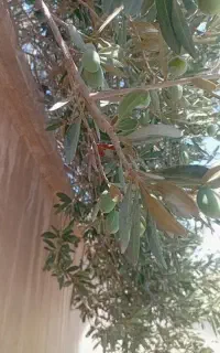 سلام.بنده چوب برهستم وخریدار انواع درخت.خشک.وتر