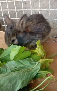 خرگوش