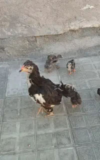 مرغ گلین پنگوئنی با ۶ عدد جوجه
