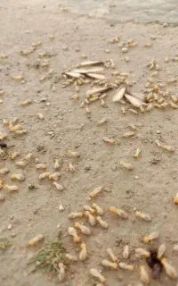 سمپاشی حشرات و سمپاشی موریانه سوسک ساس و...تضمینی