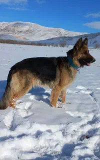 سگ ژرمن شپرد شولاین