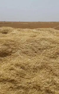 کاه گندم نرم