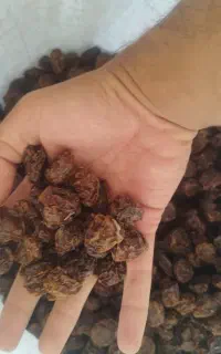 آلوچه خشک