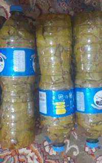 برگ شور