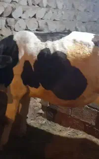 گاو ماده سیمتال خراجو احمدآباد