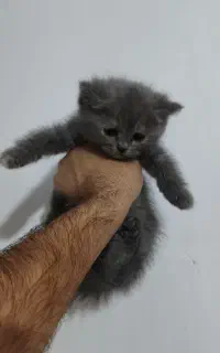 توله گربه اصیل