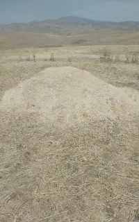 کاه گندم دیم