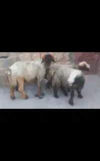 قوچ ترکی