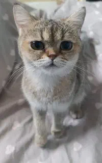 گربه
