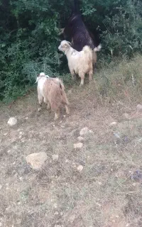 بزغاله نر