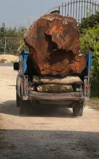 چوب انواع درختان