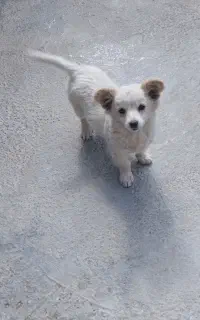 سگ پاکوتاه