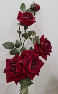 گلسرخ