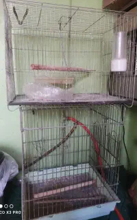 قفس عروس و کاسکو
