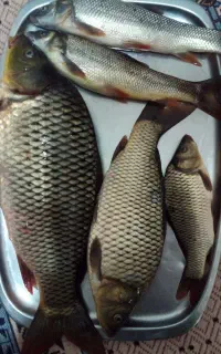 ماهی کپور و زردپر رودخانه ای  صید امروز