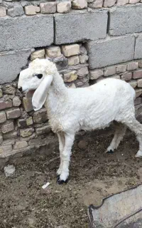 بره مری