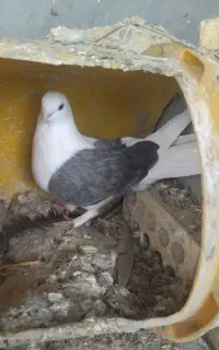 دوکت و زاغ آبادانی