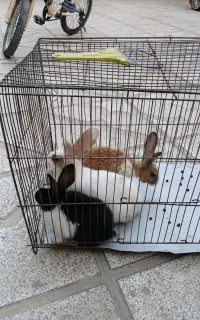 خرگوش