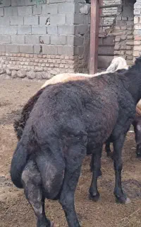 قوچ ۳ران