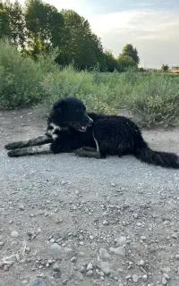 سگ نگهبان