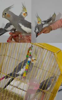 قفس