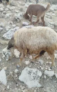 1برندیل با 1 میش