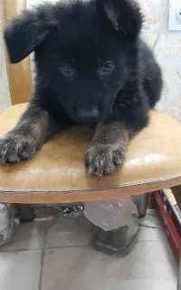 سگ ژرمن سیبل