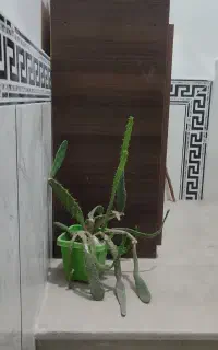 کاکتوس