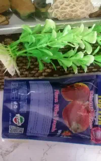 آکواریوم شیشه خم شرکتی سردار