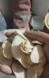 فروش موسیر خشک