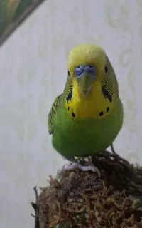 یک جفت مرغ عشق