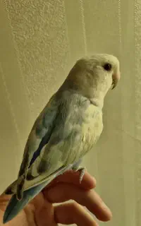 طوطی برزیلی نر بالغ دستی
