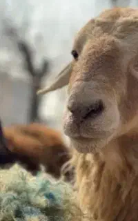 *بره تازه کم چربی زنده جوان گوسفند ارمغانی/خونی