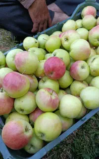 فروش سیب بهاری