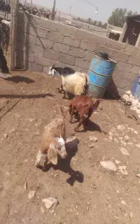 بز داشته