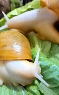 حلزون البینو