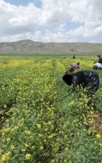 سرکارگر هستم با اکیپ کامل برای کشاورزی