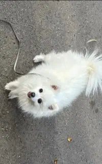 سگ گمشده