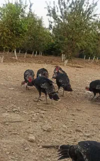 بوقلمون