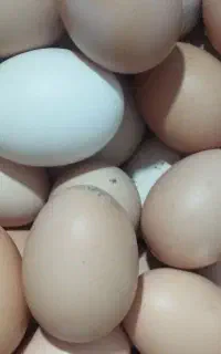 فروش
