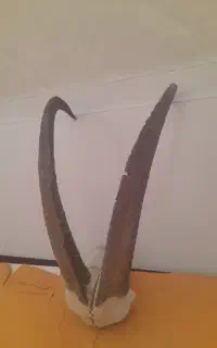شاخ قدیمی