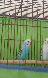 مرغ عشق