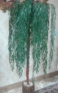 درخت بیدمجنون کنارسالنی بسیارزیبا