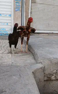 لاری افغان