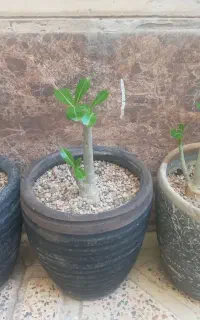 ادنیوم کاکتوس