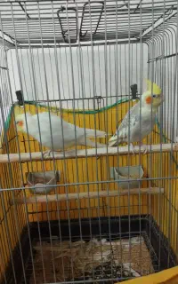 عروس هلندی مولد