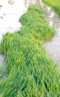 نشا،شلتوک، صلخی
