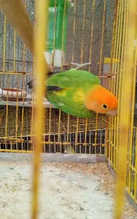 طوطی برزیلی نر