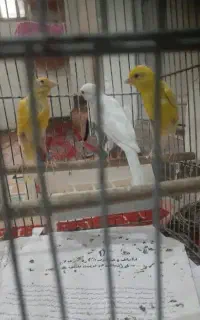 قناری ۳/۴