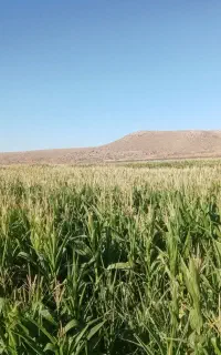 فروش ذرت علوفه ای قابل توجه دامداران